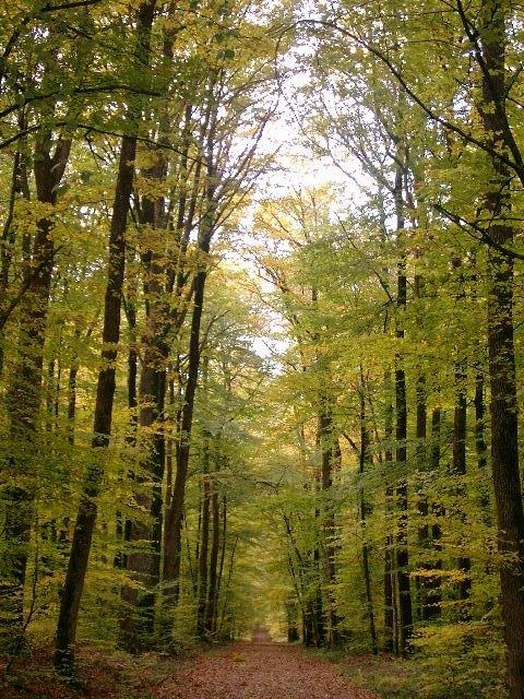 parquet-francais-parquets-foret-chene