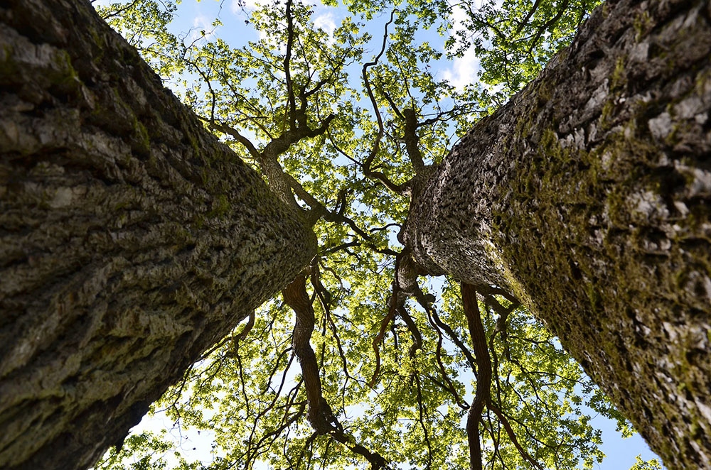 parquet-francais-chiffres-cles-foret-credit-pixabay